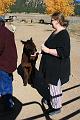20081029 Alpacas 012